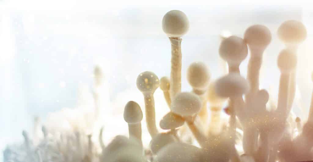 Récipient stérile contenant le mycélium de champignons psilocybes, psilocybe cubensis.