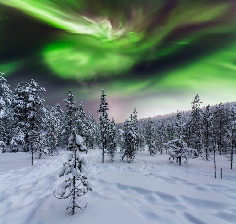 Forêt d'hiver la nuit sous les aurores boréales. Finlande