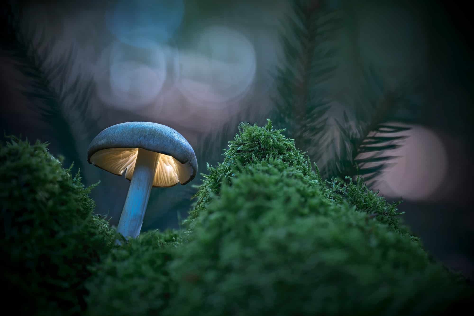 Champignon, monde fantastique lumineux dans la forêt du soir