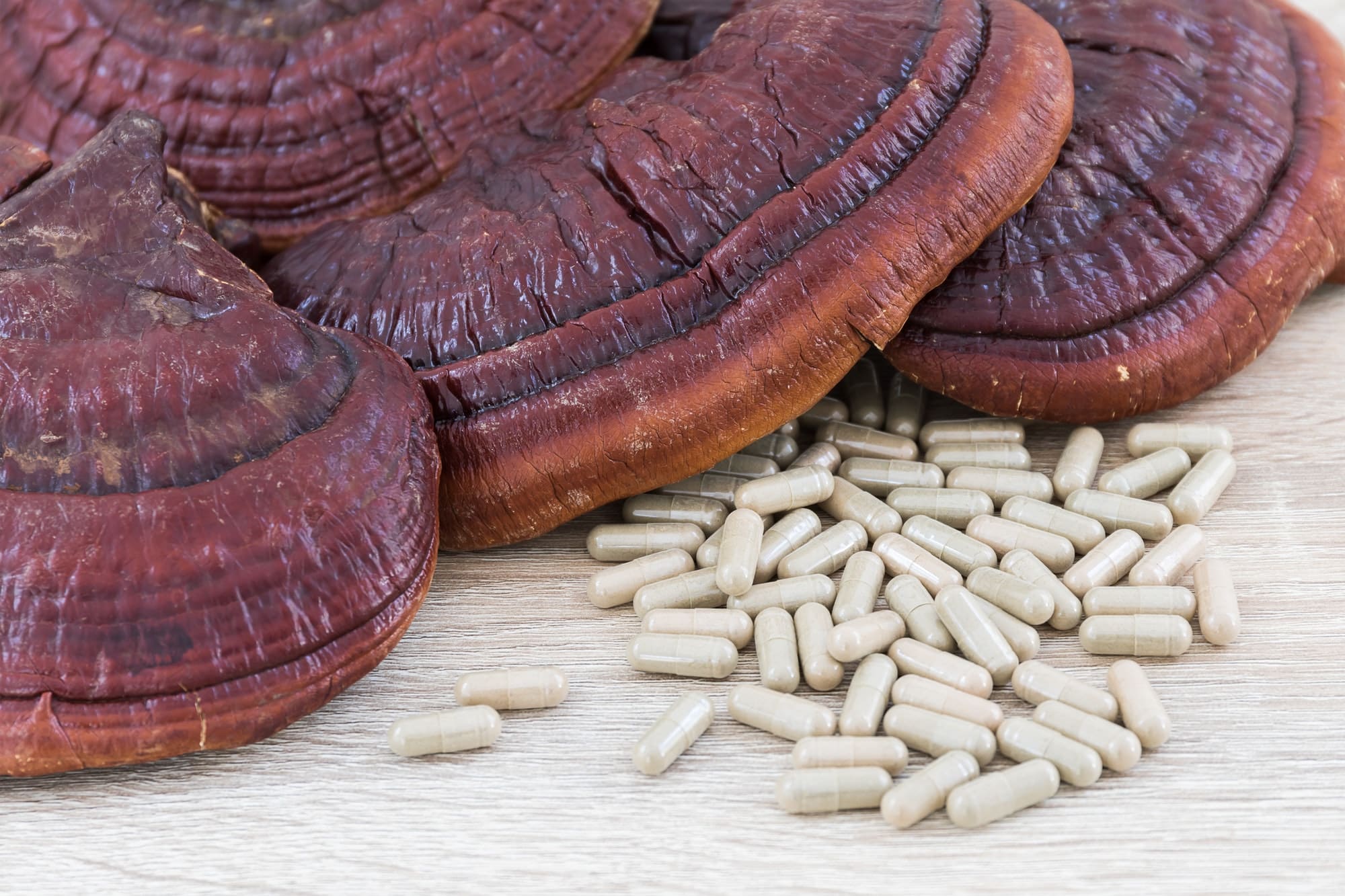 Champignon Ling zhi ou capsule de Ganoderma lucidum_.
