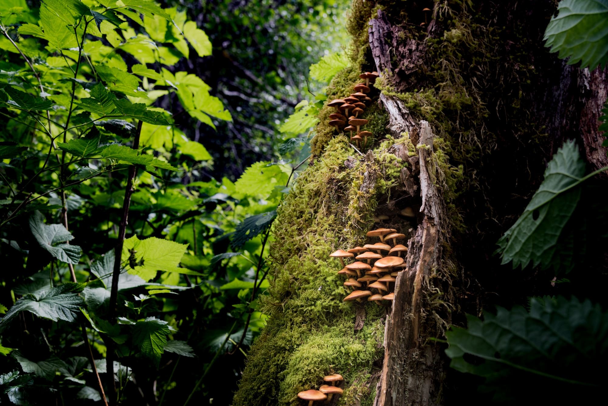 Colonie de champignons sauvages poussant dans une forêt tropicale du nord-ouest du Pacifique. RLTheis