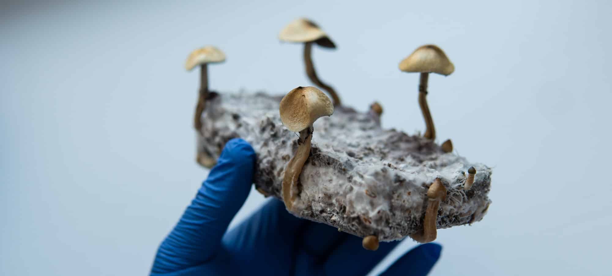 recherche médicale sur les champignons psilocybines pour le traitement de la santé mentale