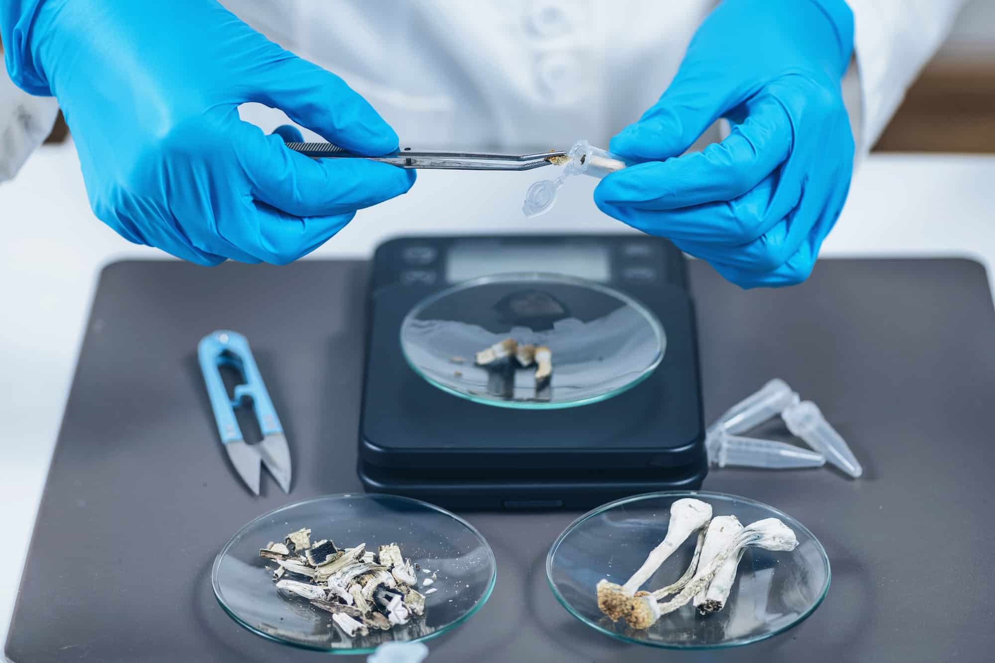 Préparation de microdoses de champignons à psilocybine en laboratoire de sciences pour une expérience