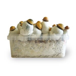 Kit de Culture Champignons Guimauve